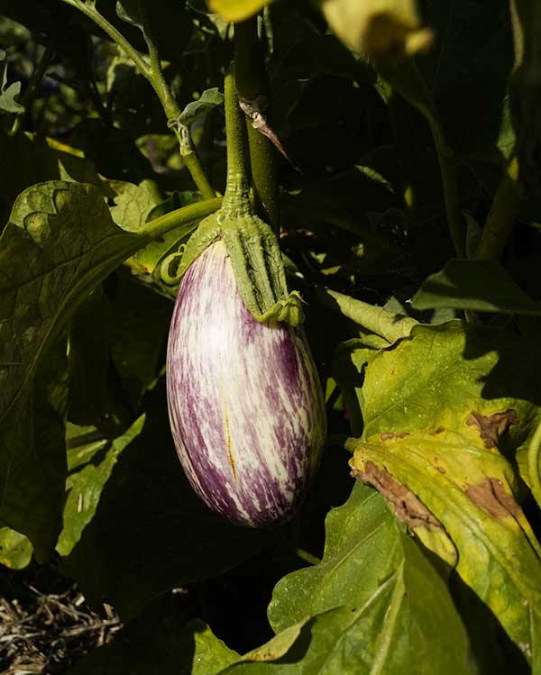 Aubergine Listada de Gandia – Image 2
