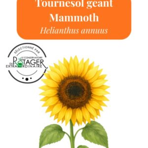 Tournesol géant Mammoth
