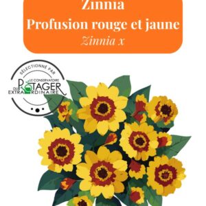 Zinnia Profusion rouge et jaune
