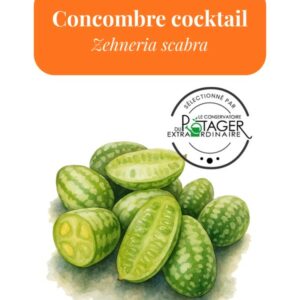 Concombre Cocktail