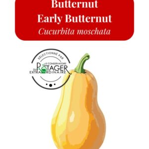 Butternut Early Butternut