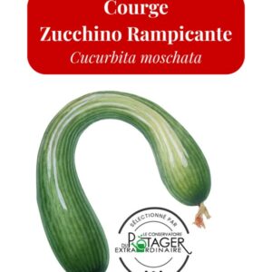 Courge Zucchino Rampicante