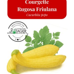Courgette Rugosa Friulana