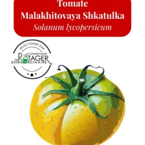 Tomate Malakhitovaya Shkatulka