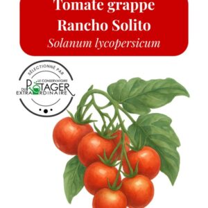 Tomate grappe Rancho Solito