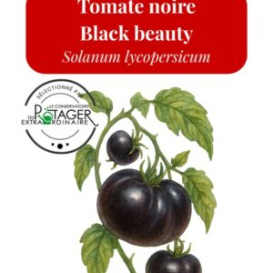 Tomate noire Black Beauty