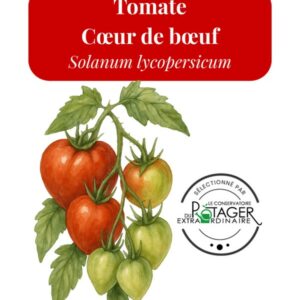 Tomate Cœur de Bœuf